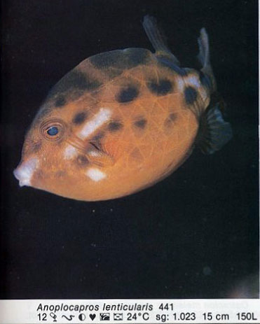 Anaplocapros lenticularis